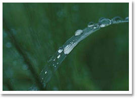 Sommerregen